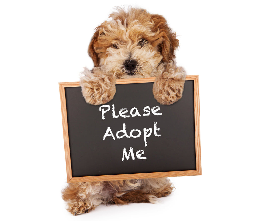 What to Expect When Adopting a Dog