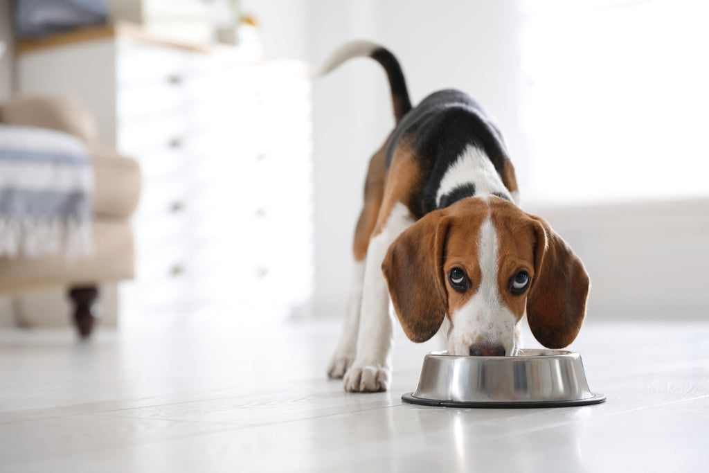 A Closer Look at Dog Nutrition and Dog Food