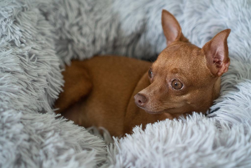 Picking the Perfect Pet Bed for Your Furry Friend