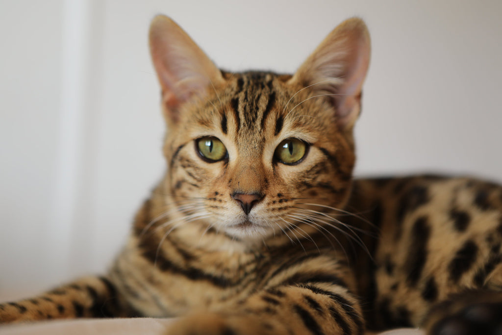 10 Popular Cat Breeds - Which One Is Right For You?