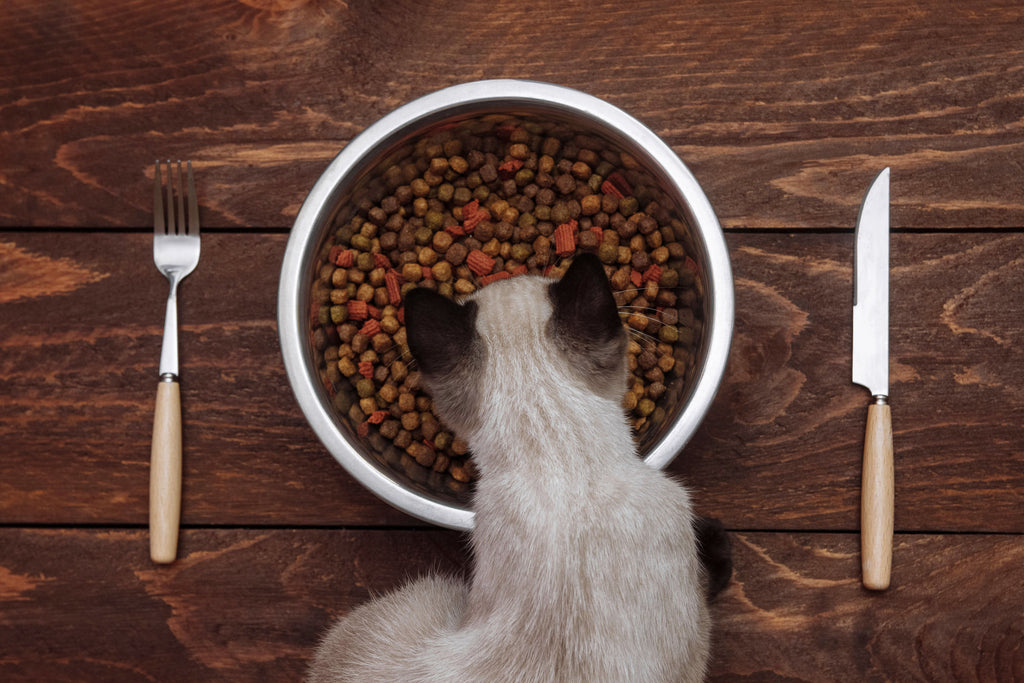 You're Feeding Your Cat All Wrong!
