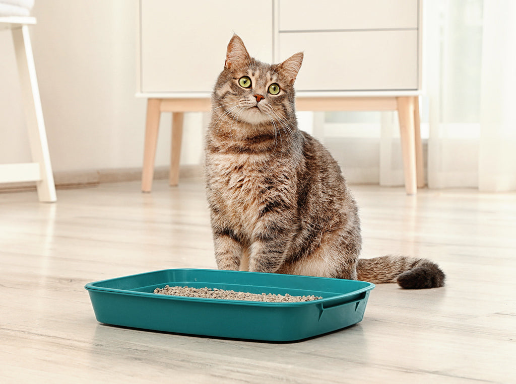 Why Won't My Cat Use The Litter Box?
