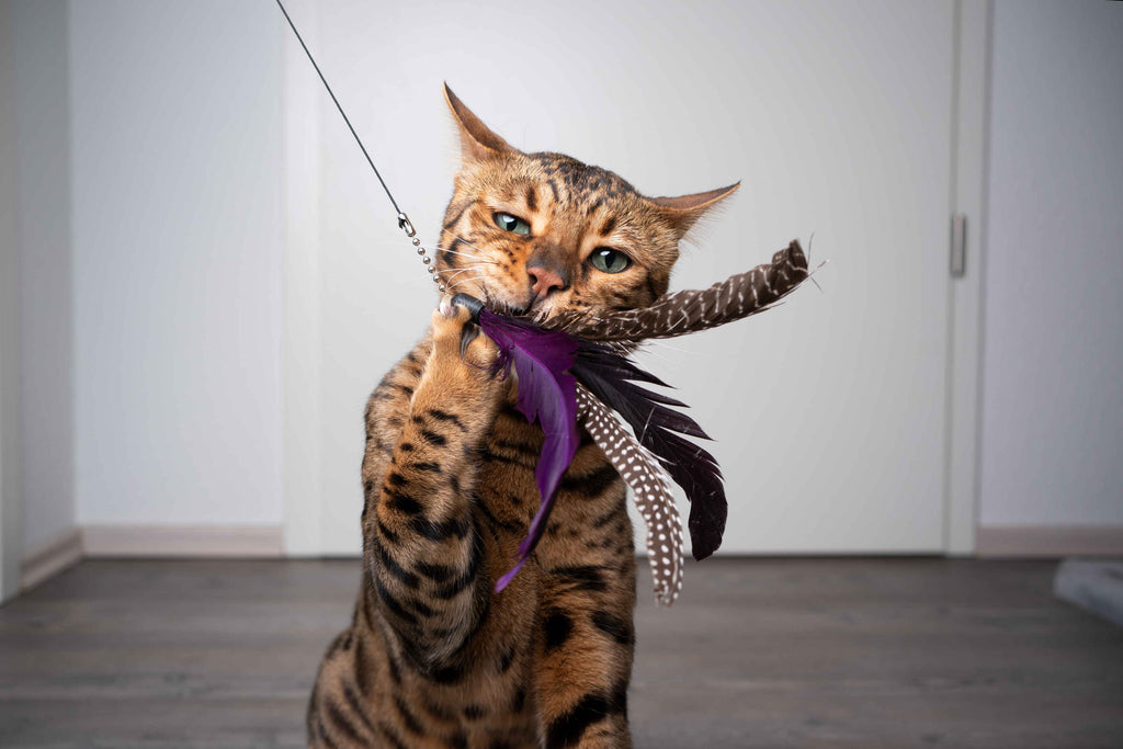 Cat Toys That Will Keep Your Feline Friend Entertained For Hours