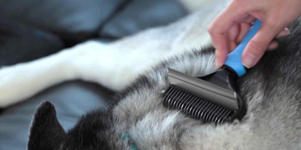 5 Best Pet Grooming Tools for At-Home Groomers | Scooper Cleaner