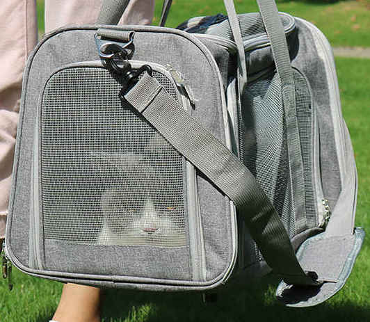 What to Look for When Choosing a Cat or Dog Carrier