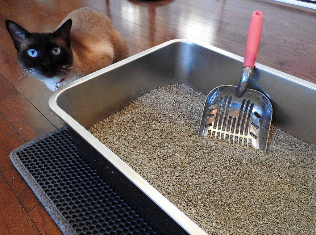 Litter Box 101: Setting Up Your Cat's Restroom