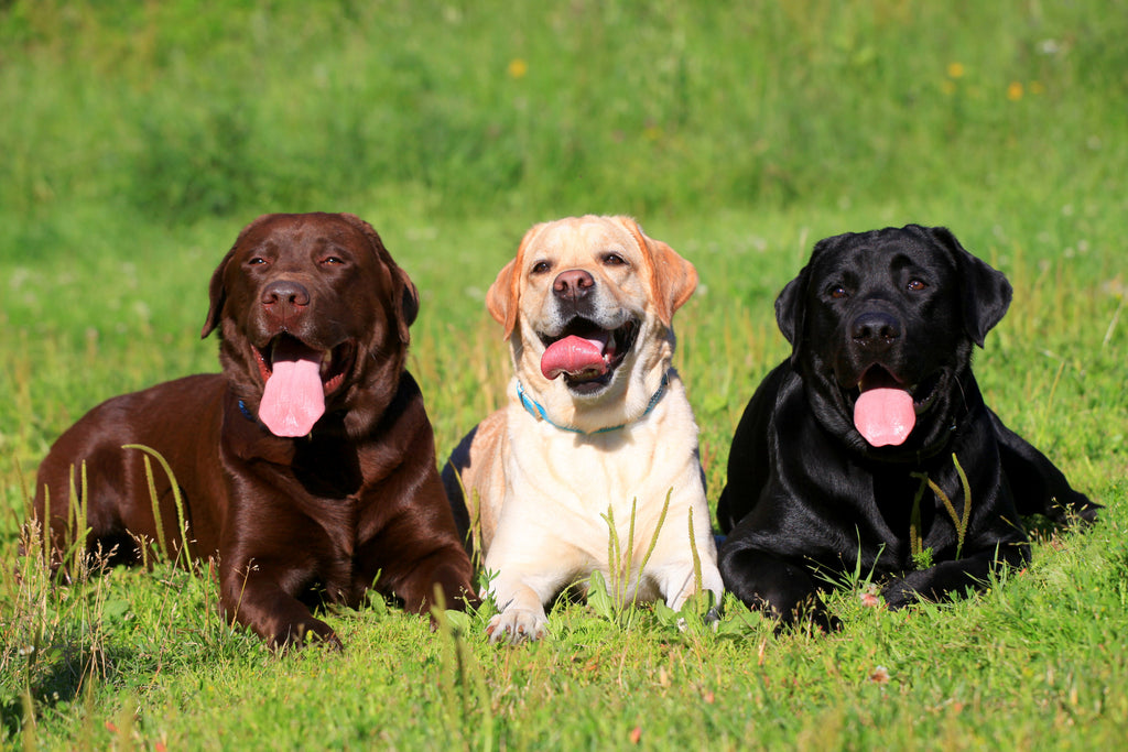 The Top 10 Most Popular Dog Breeds in the U.S.